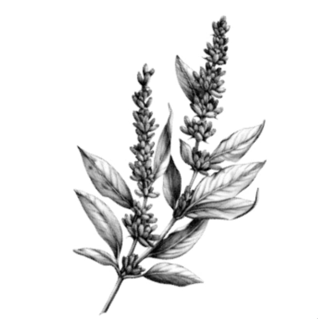 Basil
