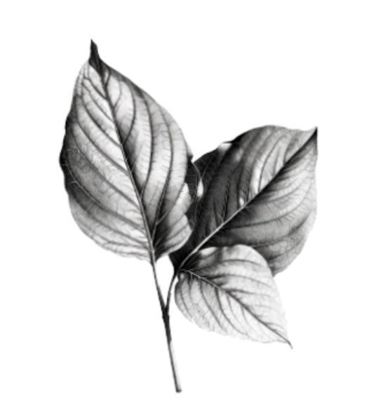 Honeysuckle