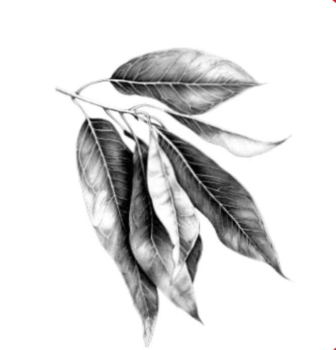 Eucalyptus